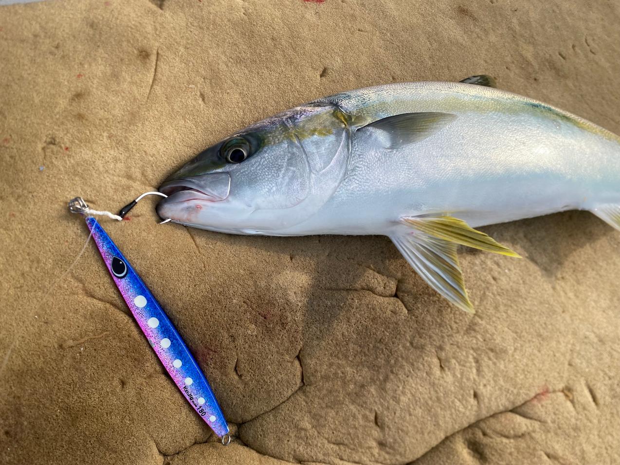 ジギング講習から実践。青物必打～メタルジグで誘う。ヒラマサを求め