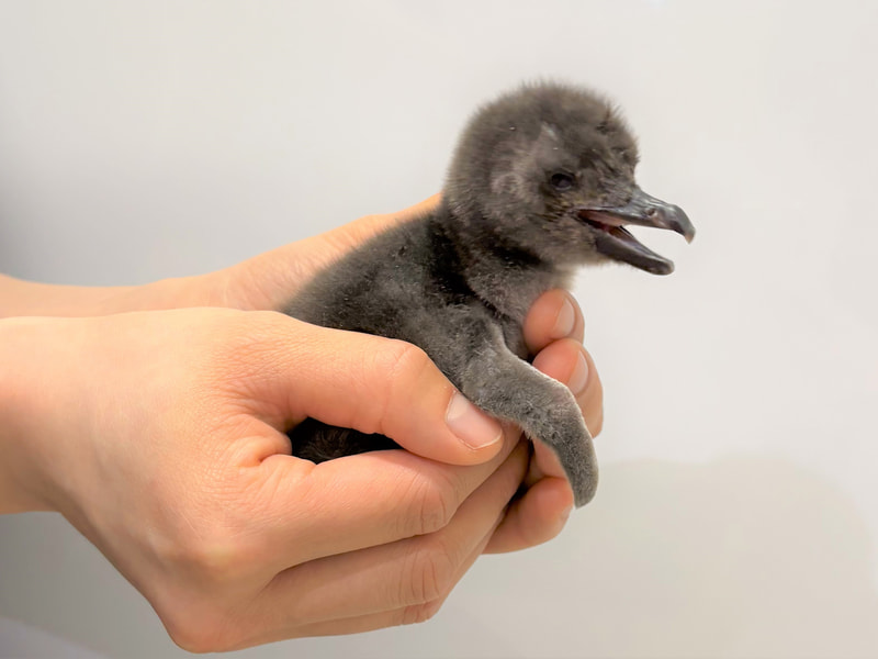 すみだ水族館で「マゼランペンギン」の赤ちゃんが2羽誕生。デビューは
