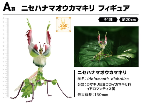 昆虫界の“魔王”vs“勇者”リッキー！「一番くじ昆虫 世界の昆虫だ