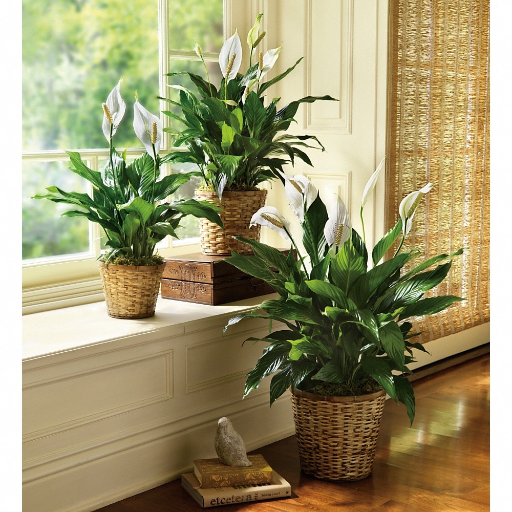 Simply Elegant Spathiphyllum (Peace Lily) - Large in Jacksonville