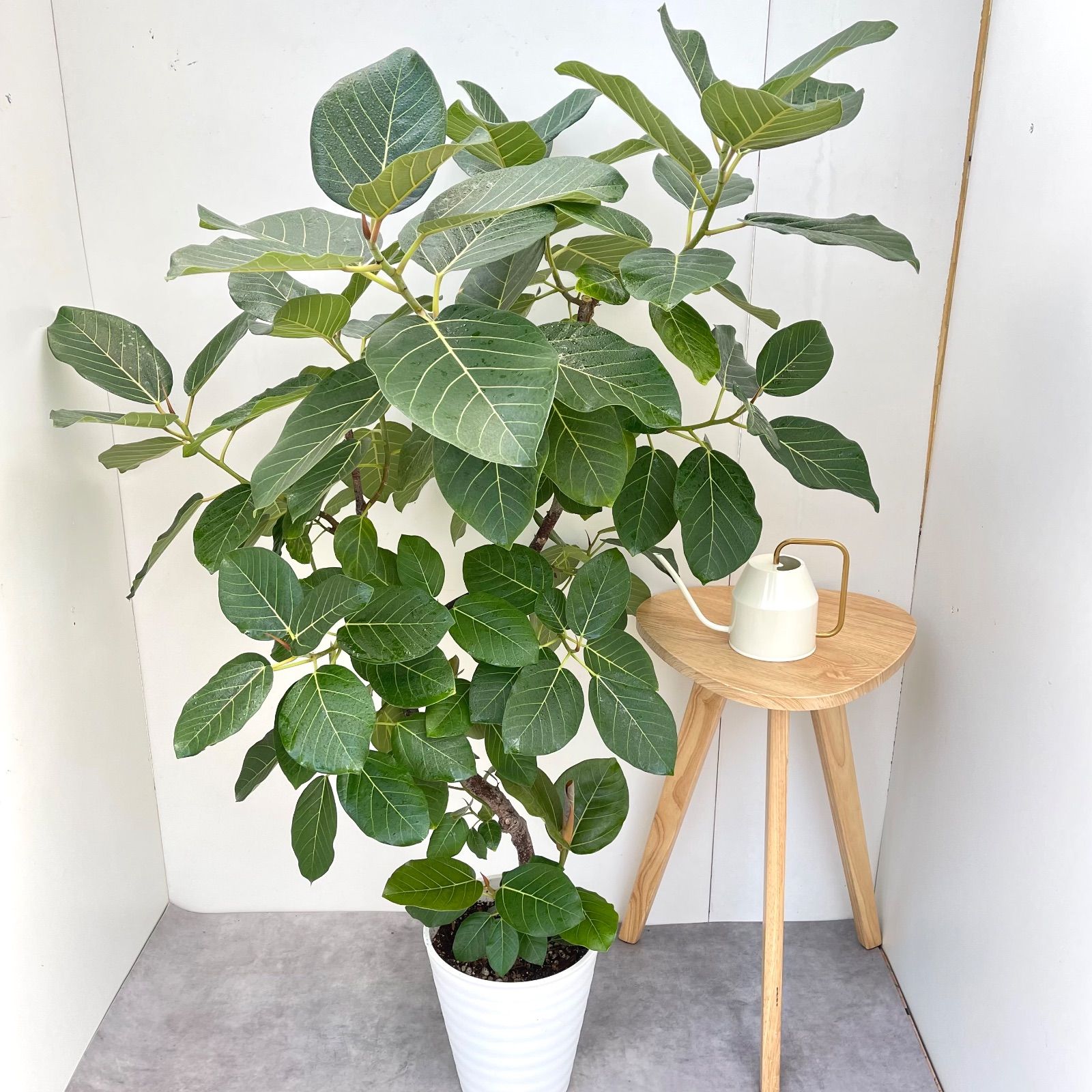 現品］【希少】F1 フィカス グランディス 8号 観葉植物 室内 大型 レア