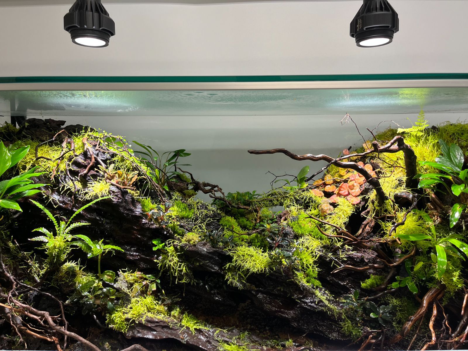 溶岩石 サムライラバロック 10個セット 水槽レイアウト 園芸インテリア