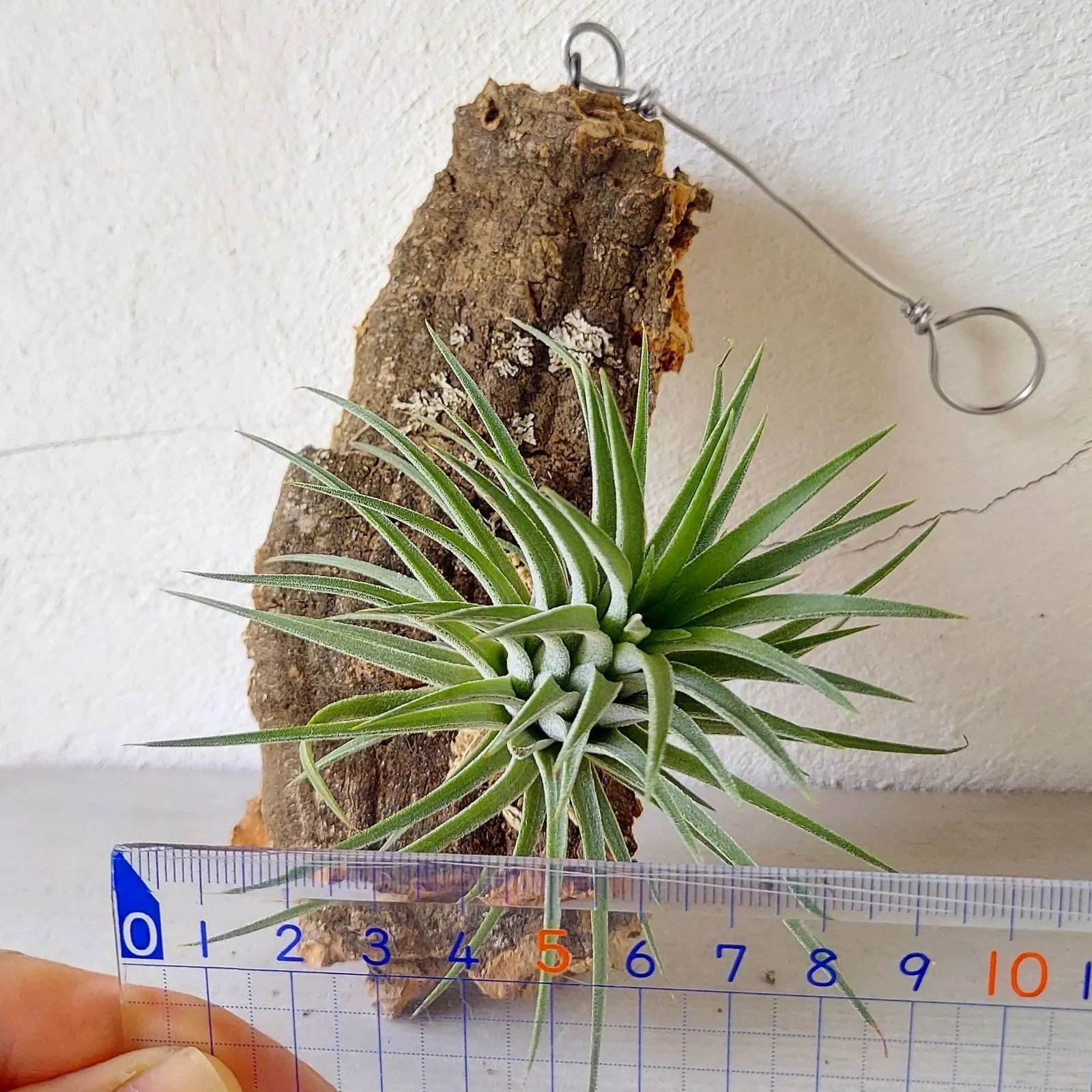 エアプランツ チランジア イオナンタ コルク 着生植物 インテリア 送料