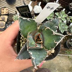 Pwillinckii wild 龍巻 胞子 ビカクシダ - メルカリ