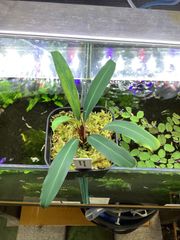 Bidayuha crassispatha Kalimantan Barat - メルカリ