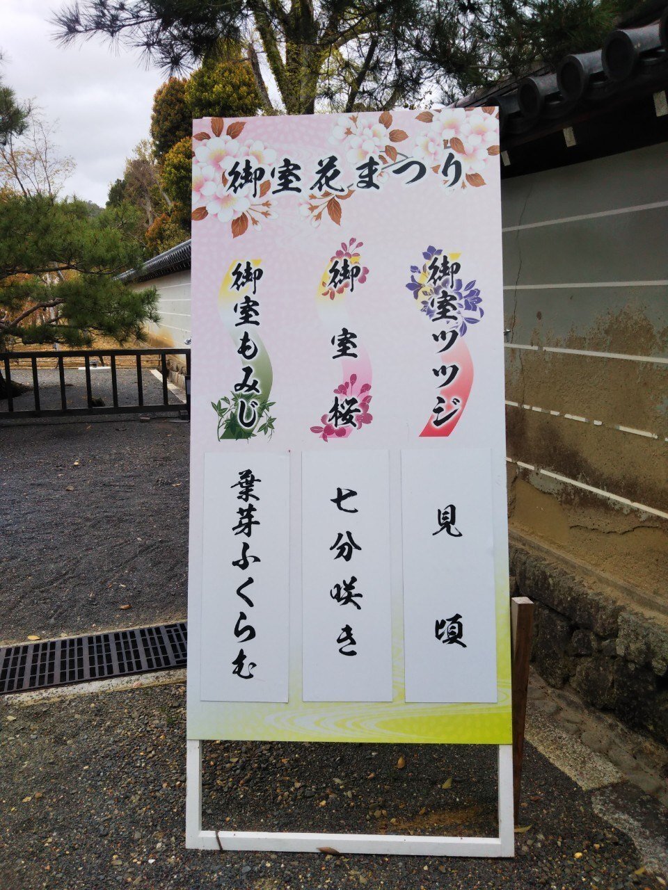 御室桜🌸「仁和寺」🌸三十三間堂×御所!御室10回言うとオムロン!?【きぬ
