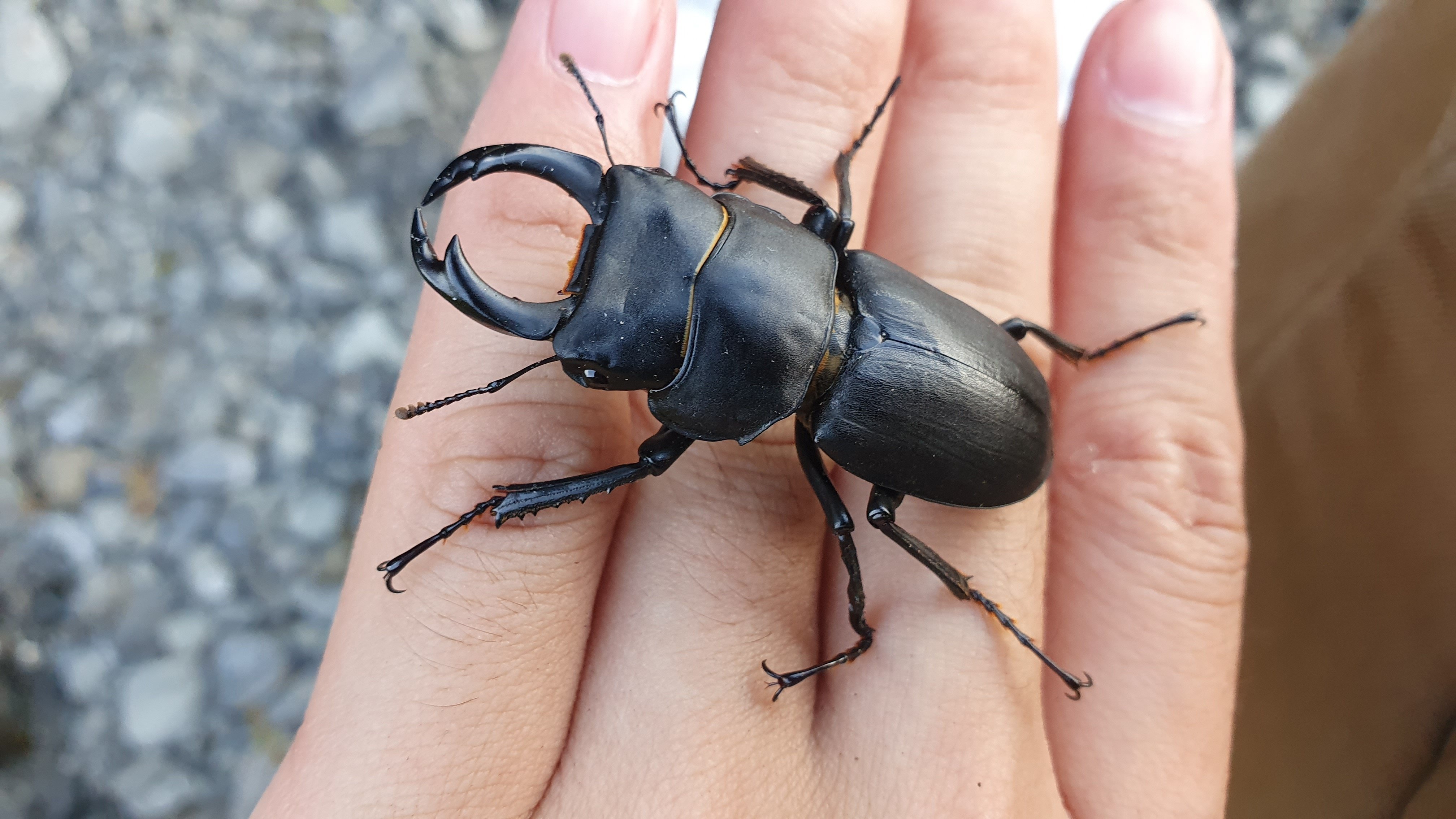 宮城県 秋田県 ヒメオオクワガタ採集 【前編】｜キヨタミ