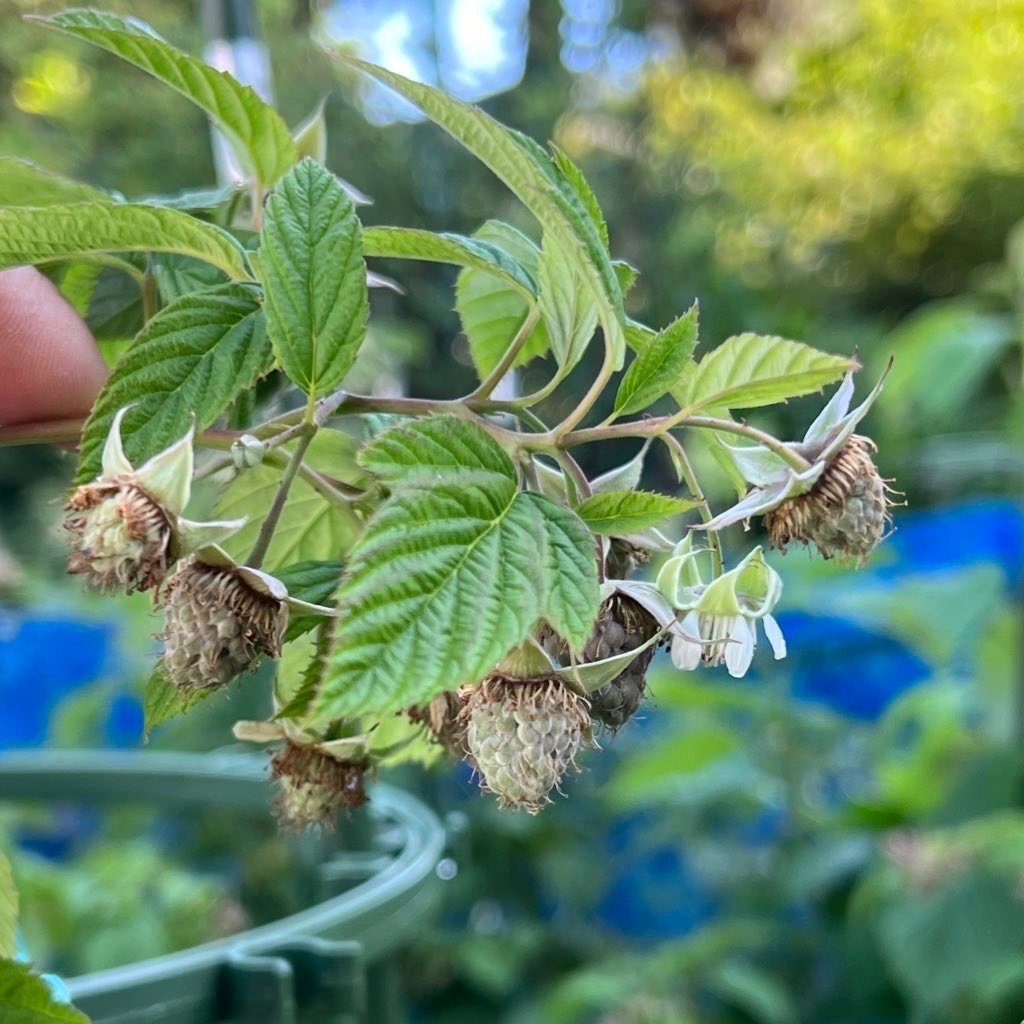 ラズベリー苗 Tulameen（トゥラミーン）新苗 ② ラズベリー苗 Tulameen