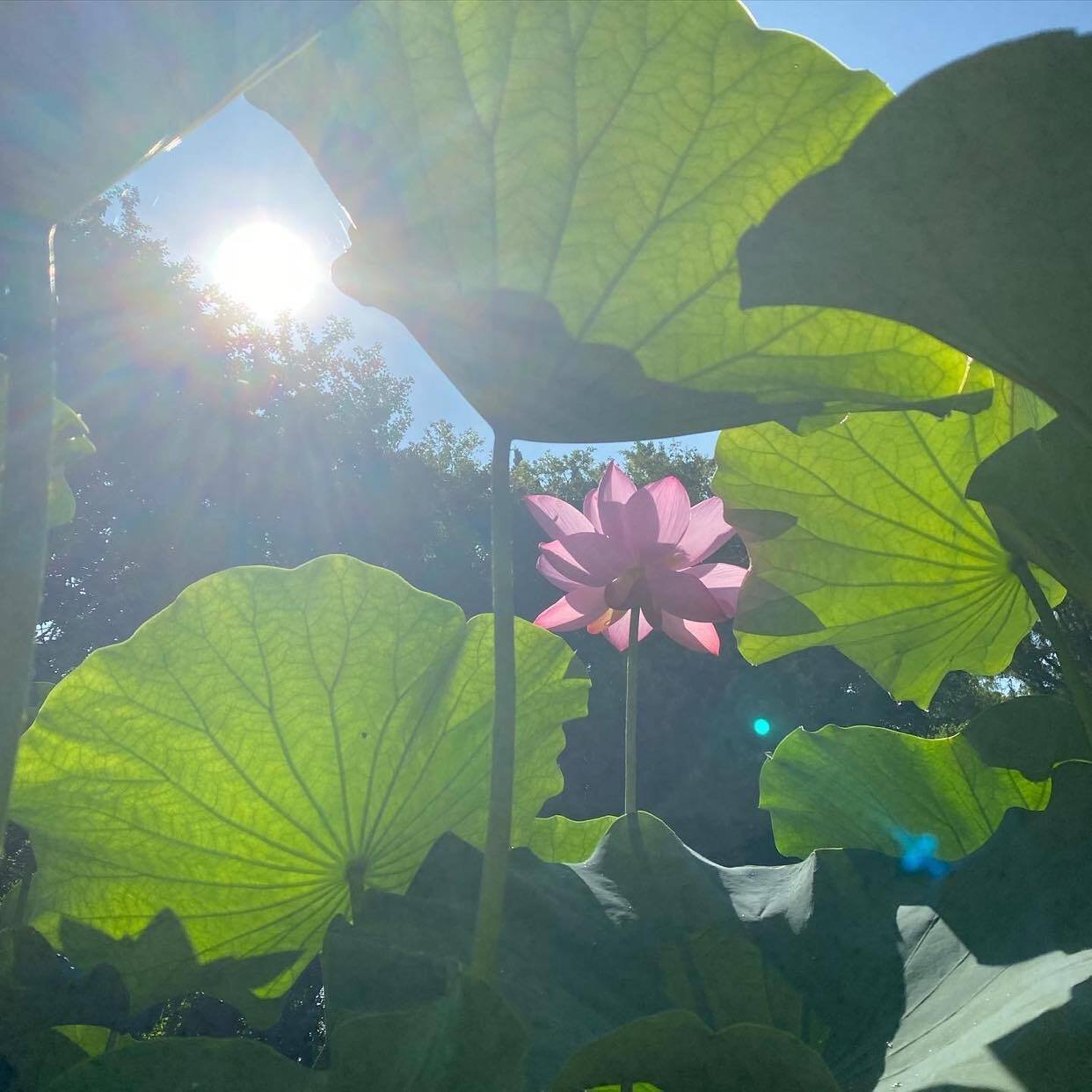 ☆166☆ きれいで楽しい蓮の葉シャワー｜からむし座 ◯