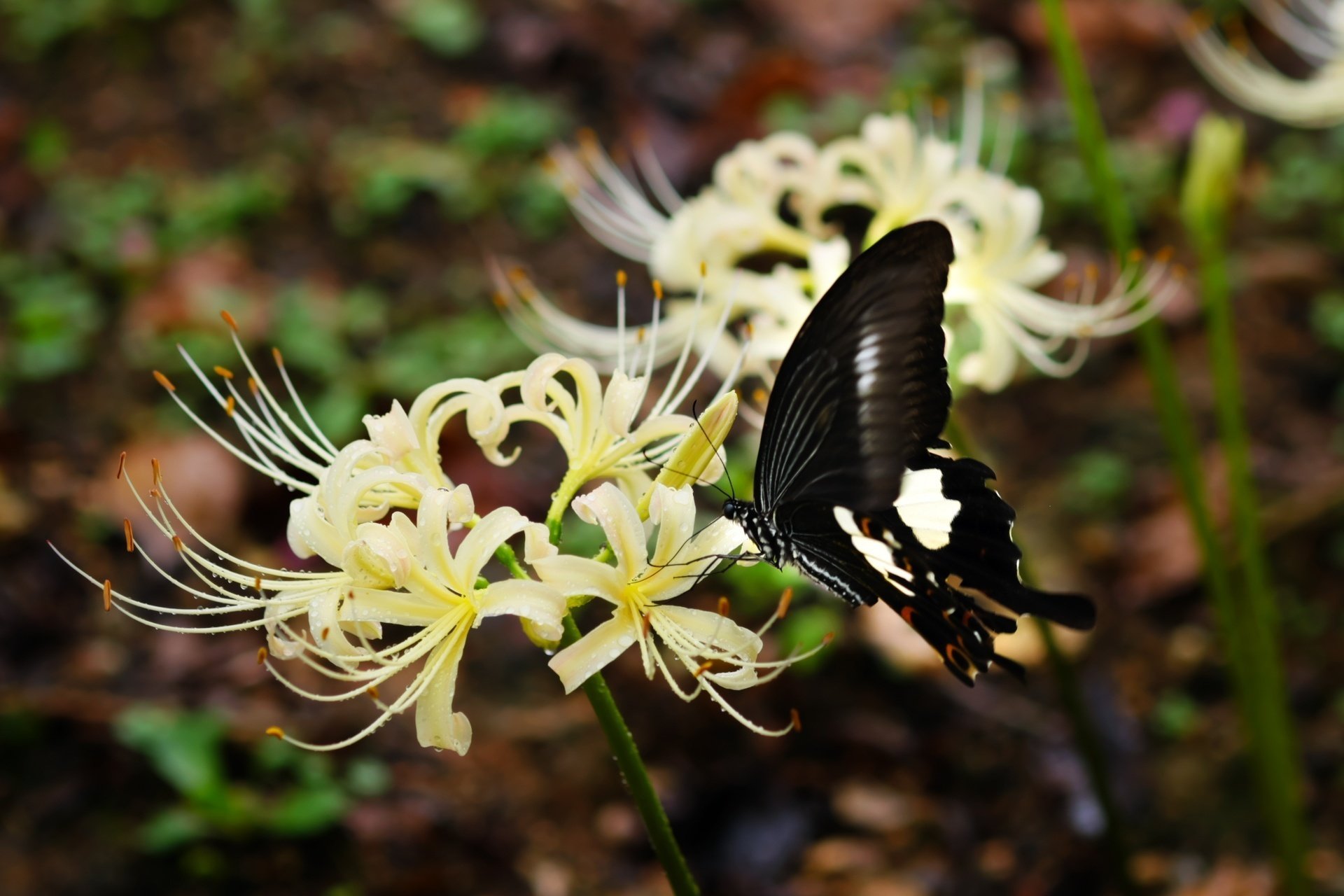 曼珠沙華の花咲く時｜燿 (hikari)
