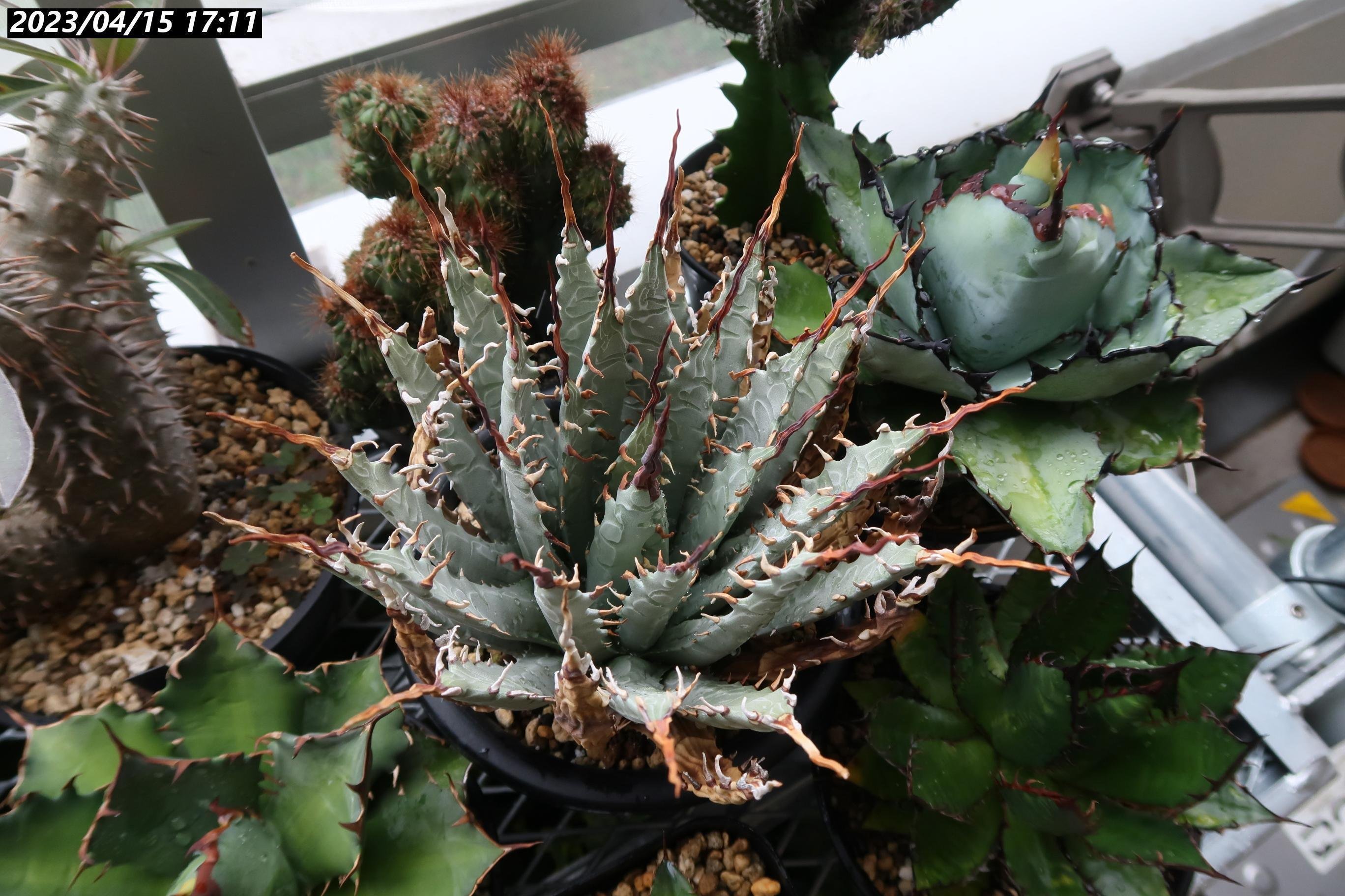 72 アガベ ユタエンシス エボリスピナ 黒棘 短棘 陽炎 ボール型 太棘