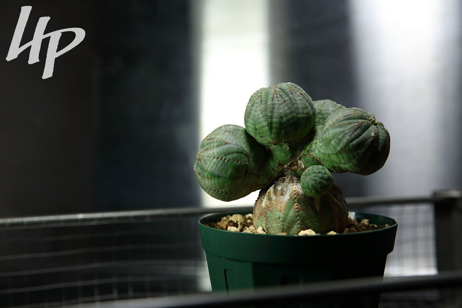 ポップでアートな成長点潰れ ユーフォルビア オベサが辿ってきた歩みを