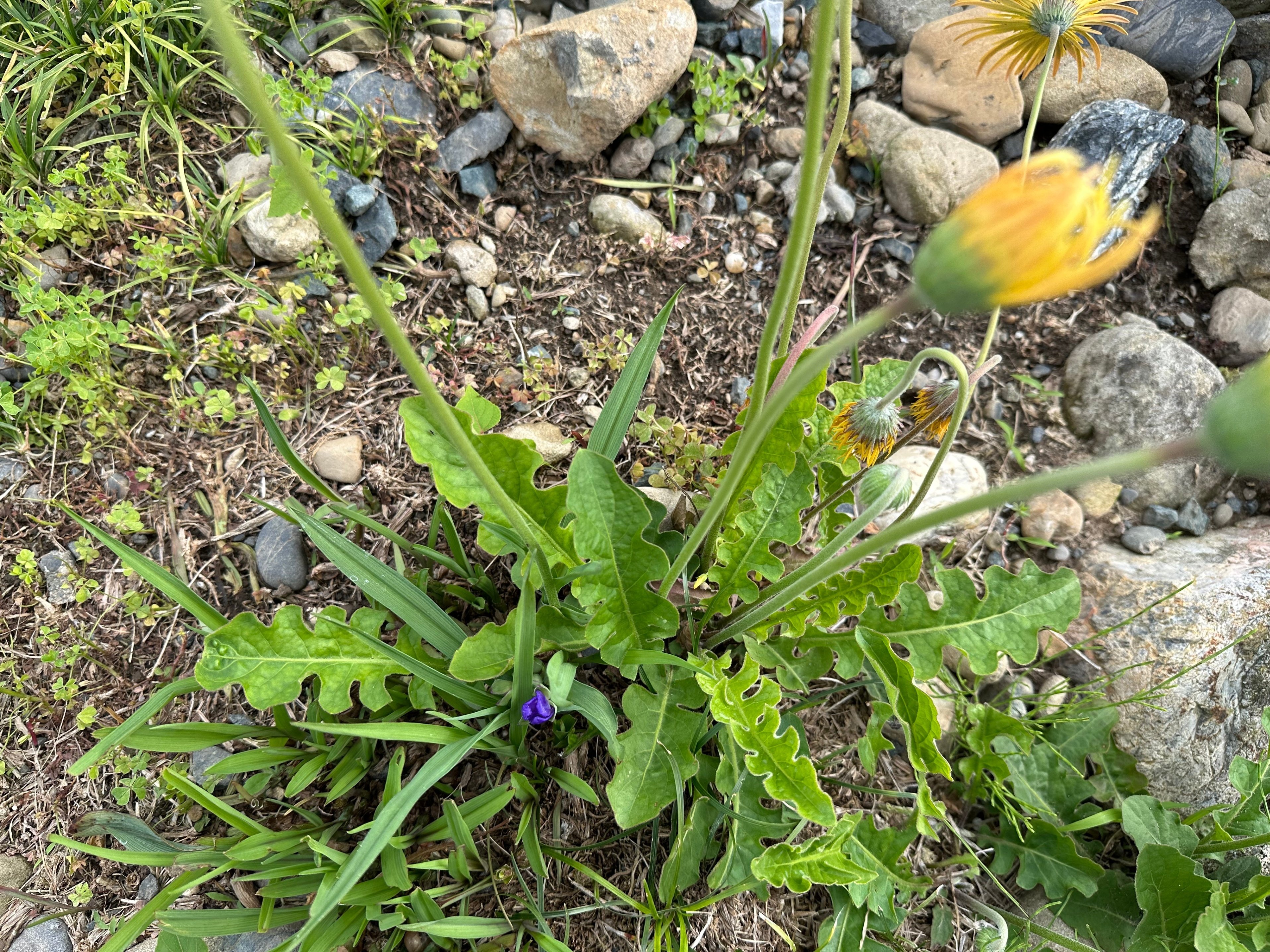 2024/4/29 浜名区で見つけたもの #たんぽぽ #花びらが長いたんぽぽ