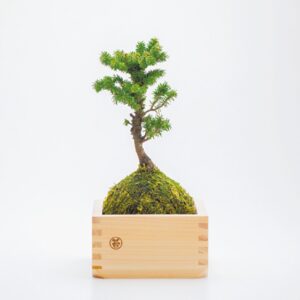 自宅で桜を育てる、粋なインテリア／「グリーンズグリーン」の苔玉盆栽