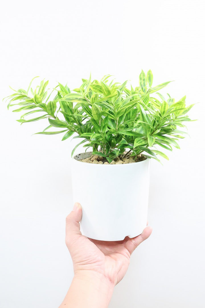 ドラセナ スルクロサ ファニータW61321| 観葉植物の通信販売 | APEGO