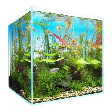 ADA Cube Garden 30C Rimless Aquarium (Ultra High Clarity Low Iron
