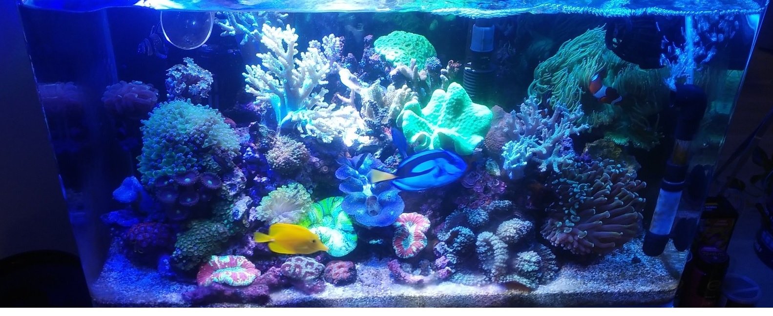 海水アクアリウムには90センチオーバーフロー水槽がお勧め | aqua-eyes