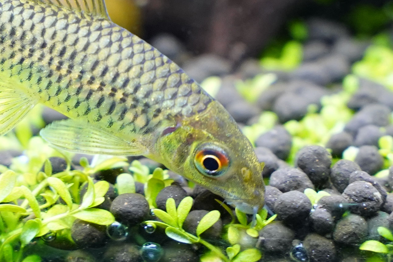 シルバーフライングフォックスの特徴・飼育情報。最適な黒ひげ・糸ゴケ