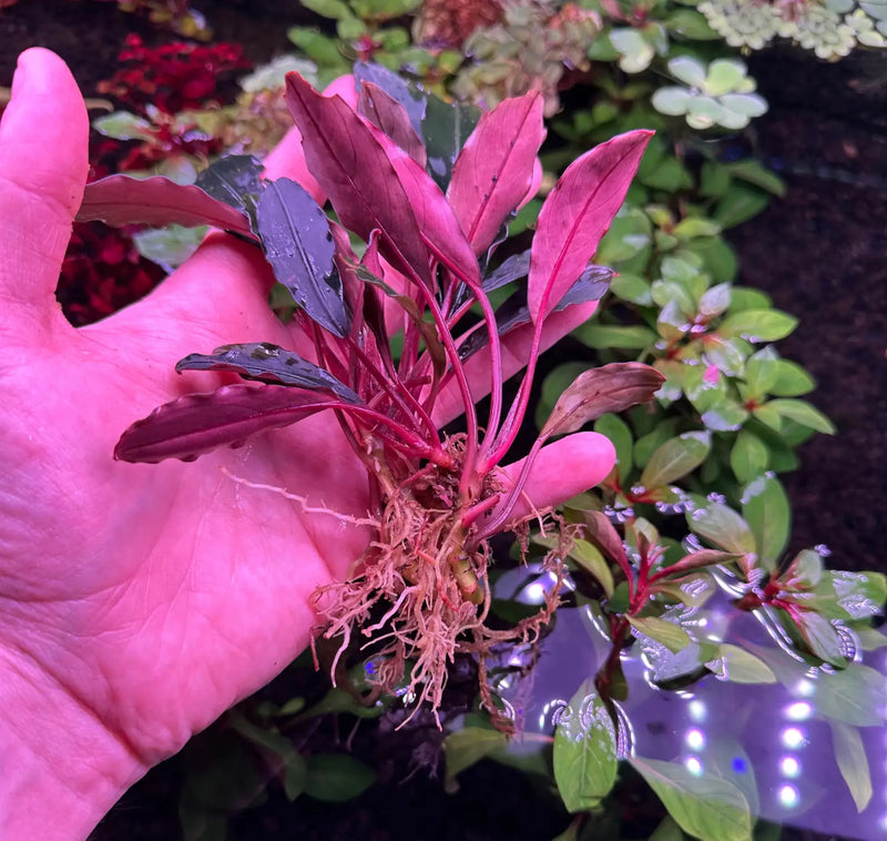 Bucephalandra Pink Lady Soft Blush Highlights | Aquatic Motiv