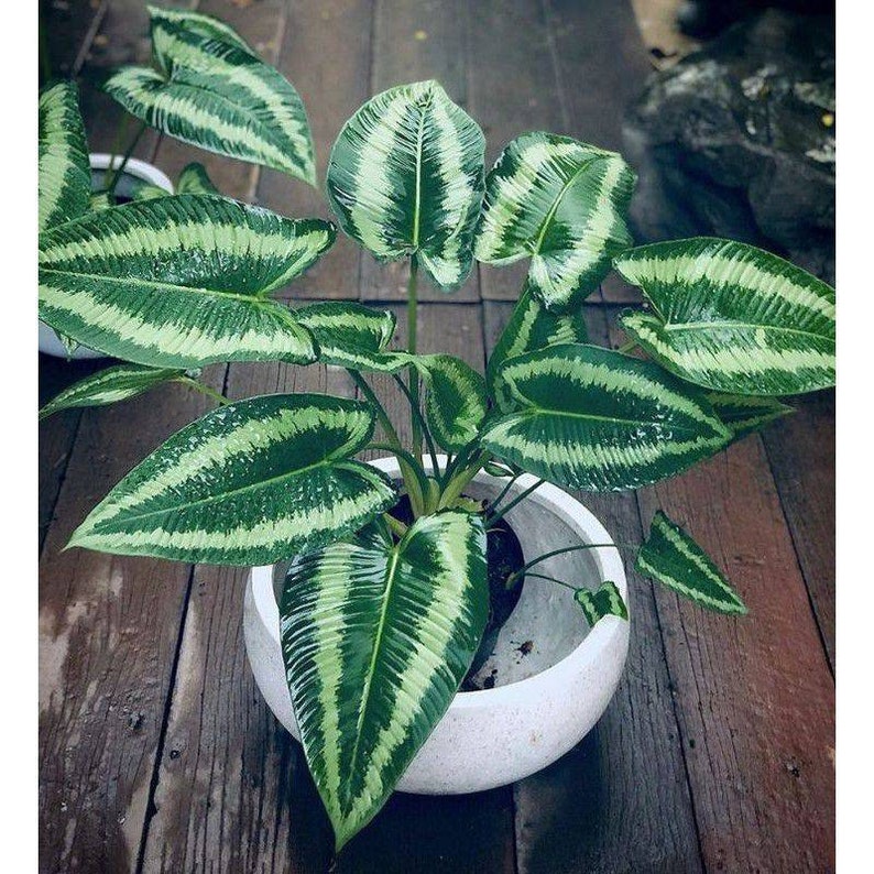 Homalomena Andromeda - Aroid Nursery