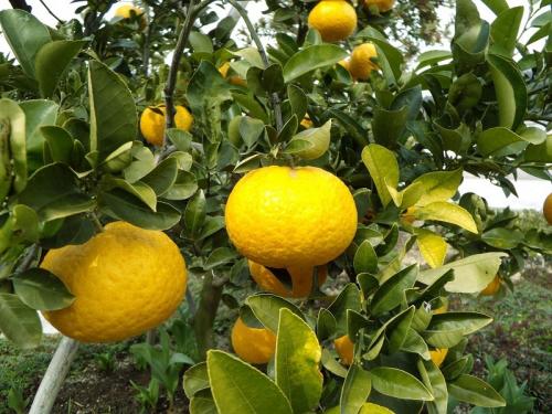 ナガセ ビューティケァ 健康食品 化粧品 通信販売 アルカンジュ