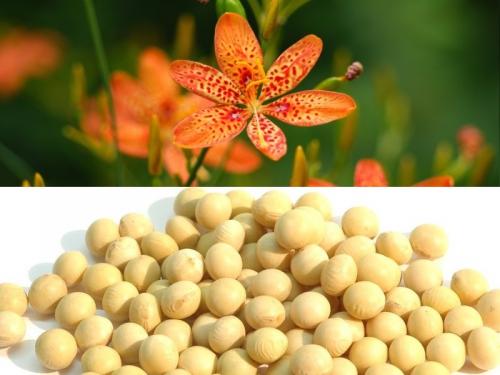 ナガセ ビューティケァ 健康食品 化粧品 通信販売 アルカンジュ