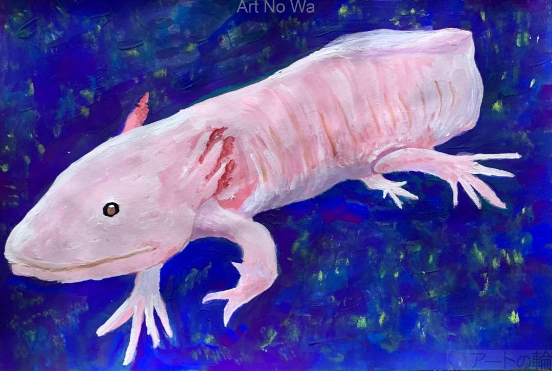 ウーパールーパー | アートの輪