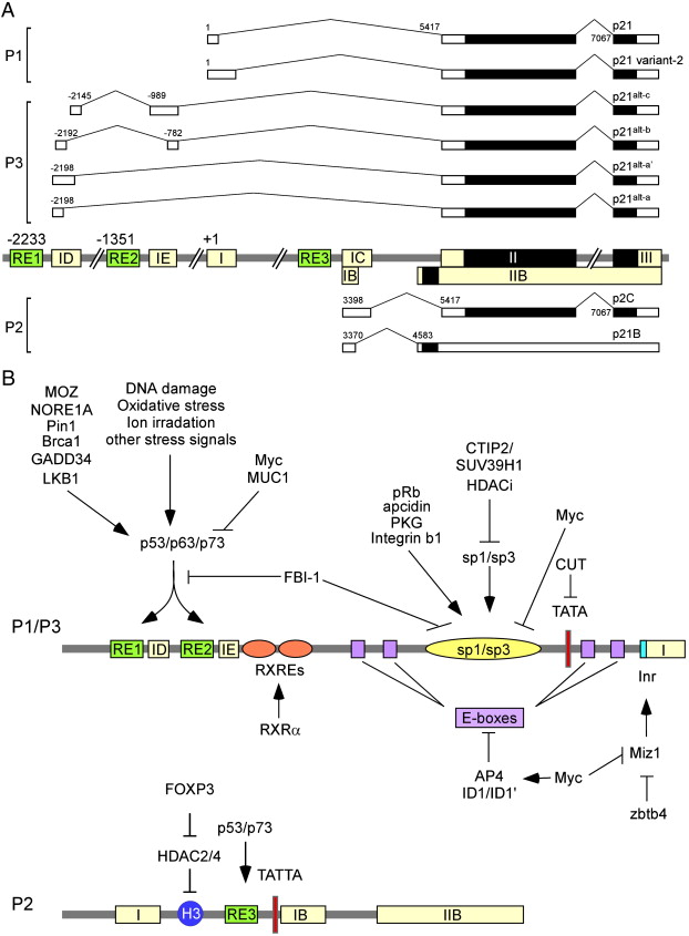 Examination of the expanding pathways for the regulation of p21