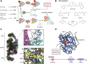 Pharmacological Manipulation of Translation as a Therapeutic