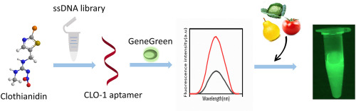 Screening and identification of a DNA aptamer to construct the
