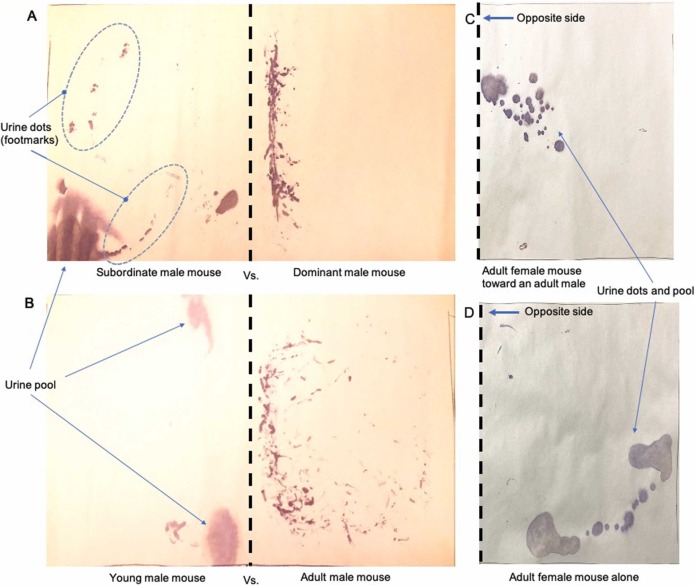 Exocrine scent marking: Coordinative role of arginine vasopressin