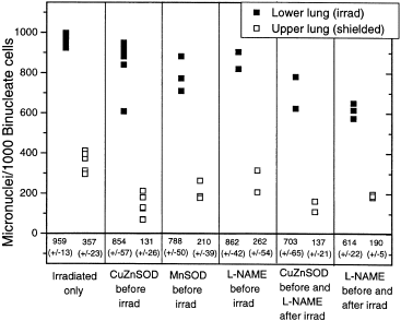 Partial volume rat lung irradiation; assessment of early DNA