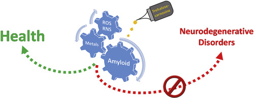 Multitarget trehalose-carnosine conjugates inhibit Aβ aggregation
