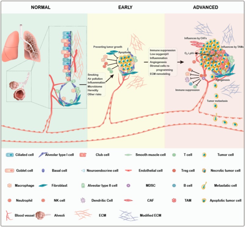 Elucidating cellular origins and TME dynamic evolution in NSCLC