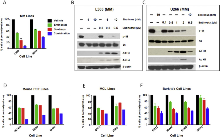 TORC1 and class I HDAC inhibitors synergize to suppress mature B