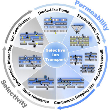 Enhancement of ion selectivity and permeability in two-dimensional