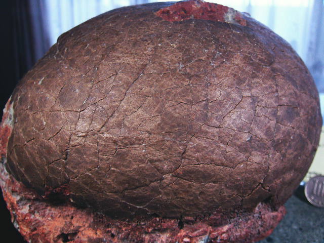 恐竜化石卵たまご1994年中国