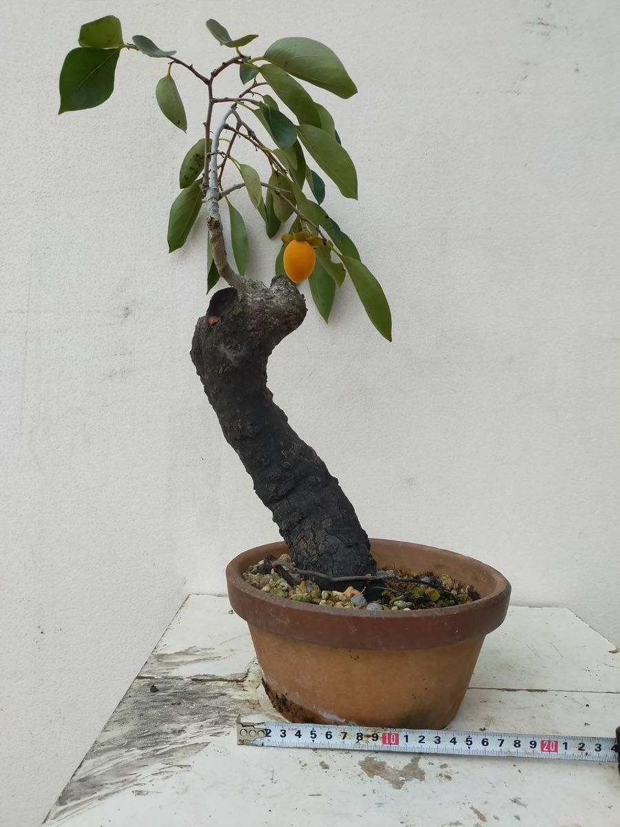 ガチ盆栽】山柿 激古 曲幹 実あった ガチ盆栽】山柿 激古 曲幹 実あっ