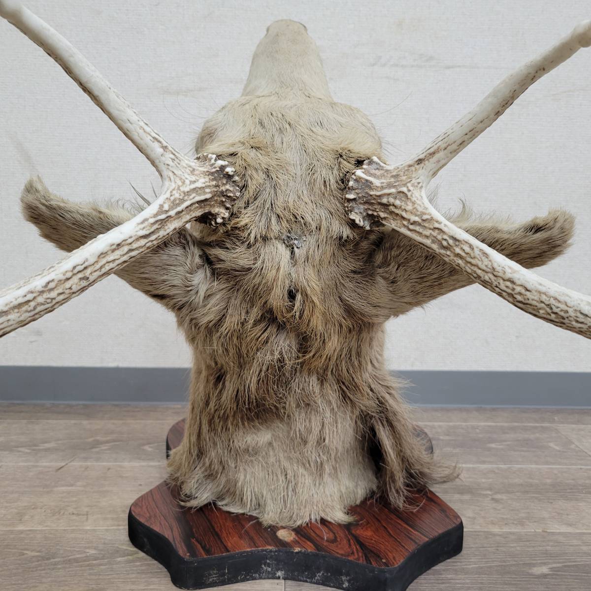 ナ*オ様 カンガルー 剥製 ハンティングトロフィー型 頭部 インテリア