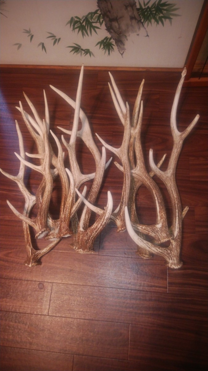 北海道産 大 蝦夷鹿の角 5頭分10本 53cm～68cm 鹿角 え