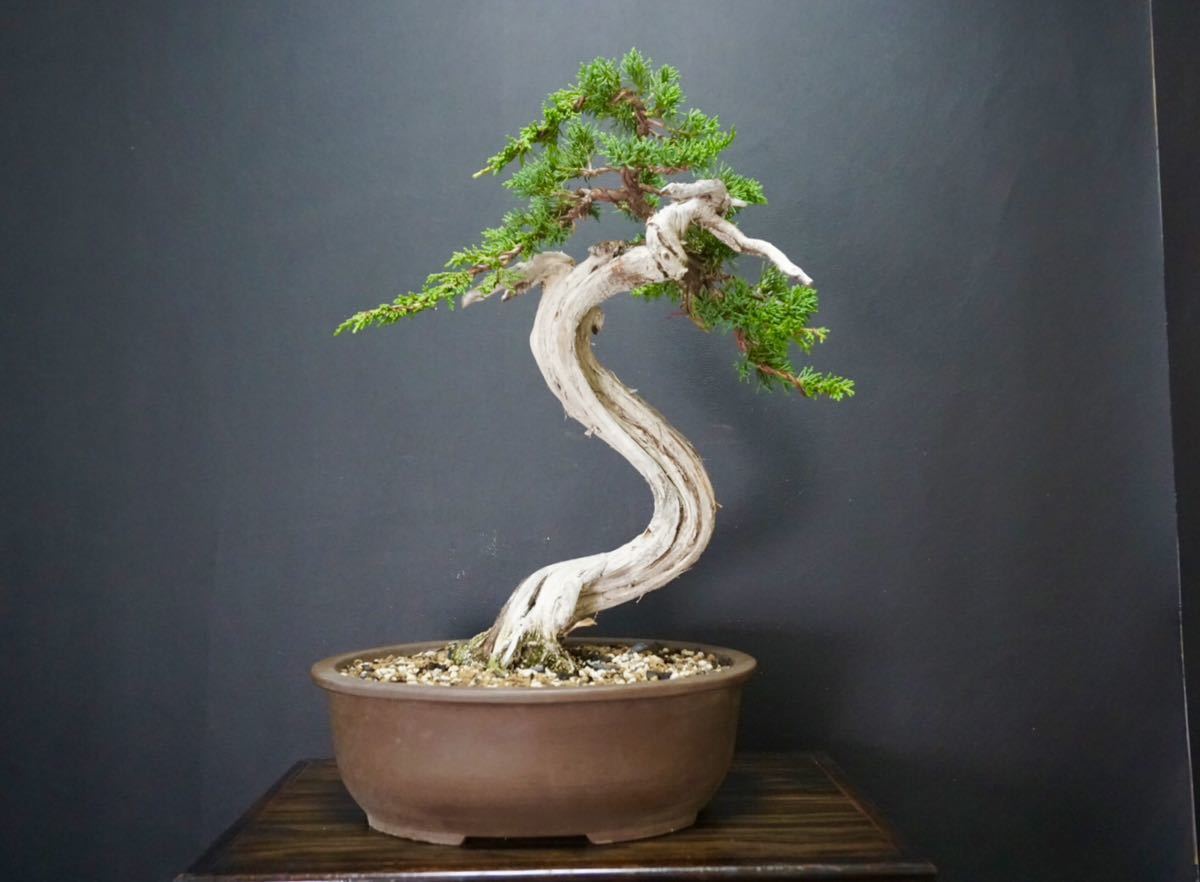 真柏盆栽 糸魚川真柏 捻転シャリ幹 小品盆栽 ミニ盆栽 樹高天ジン 【