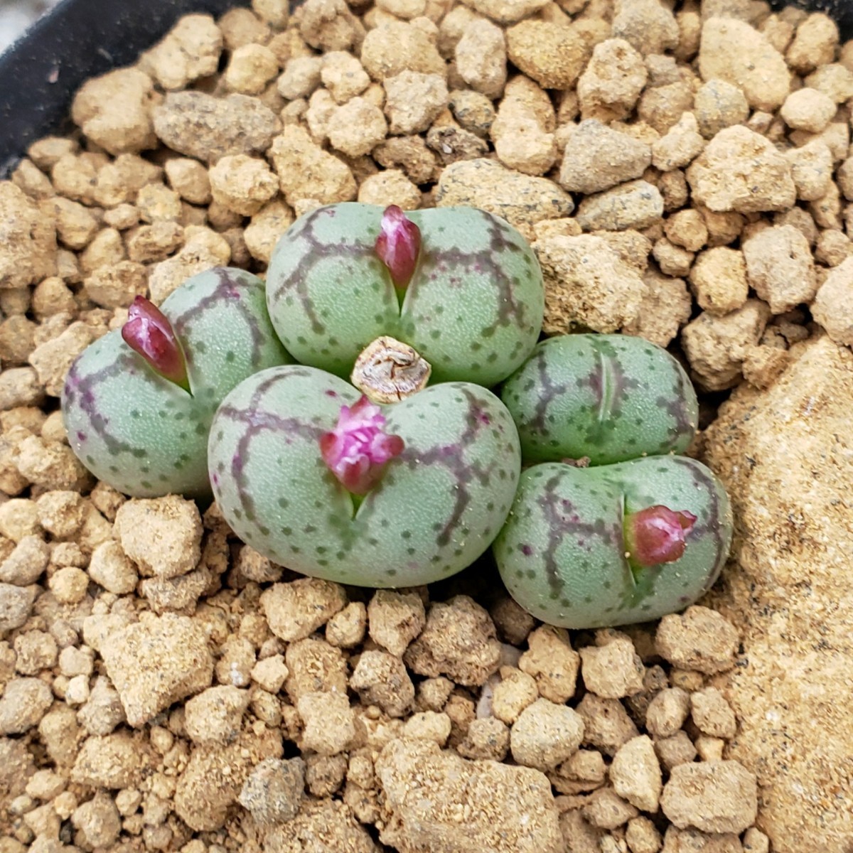 Yahoo!オークション - ♀八重垣姫 × ♂プラキツム (Conophytum ficifo