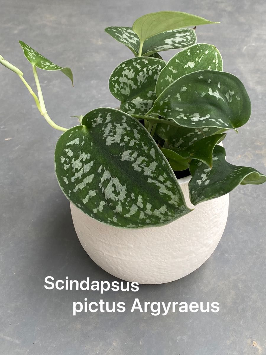 Scindapsus Mutiara│スキンダプサス ムティアラ Scindapsus Mutiara