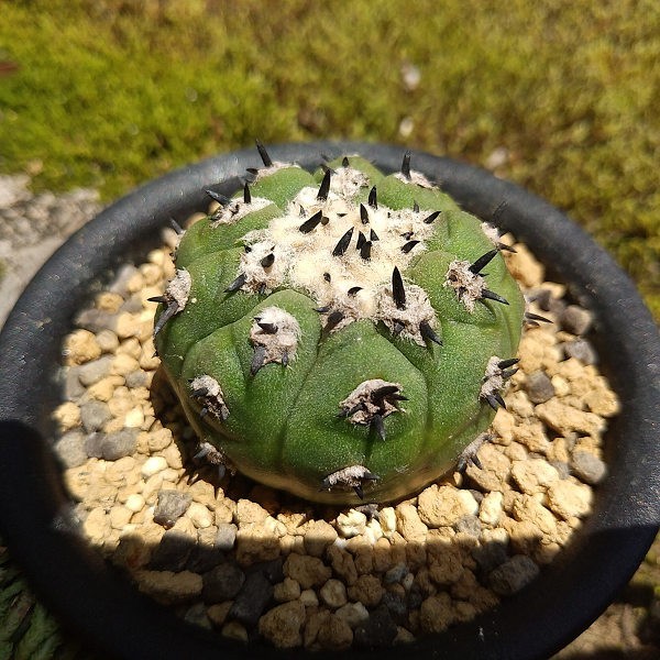 Yahoo!オークション - 黒短刺黒王丸 カキコ接ぎ サボテン 多肉植物