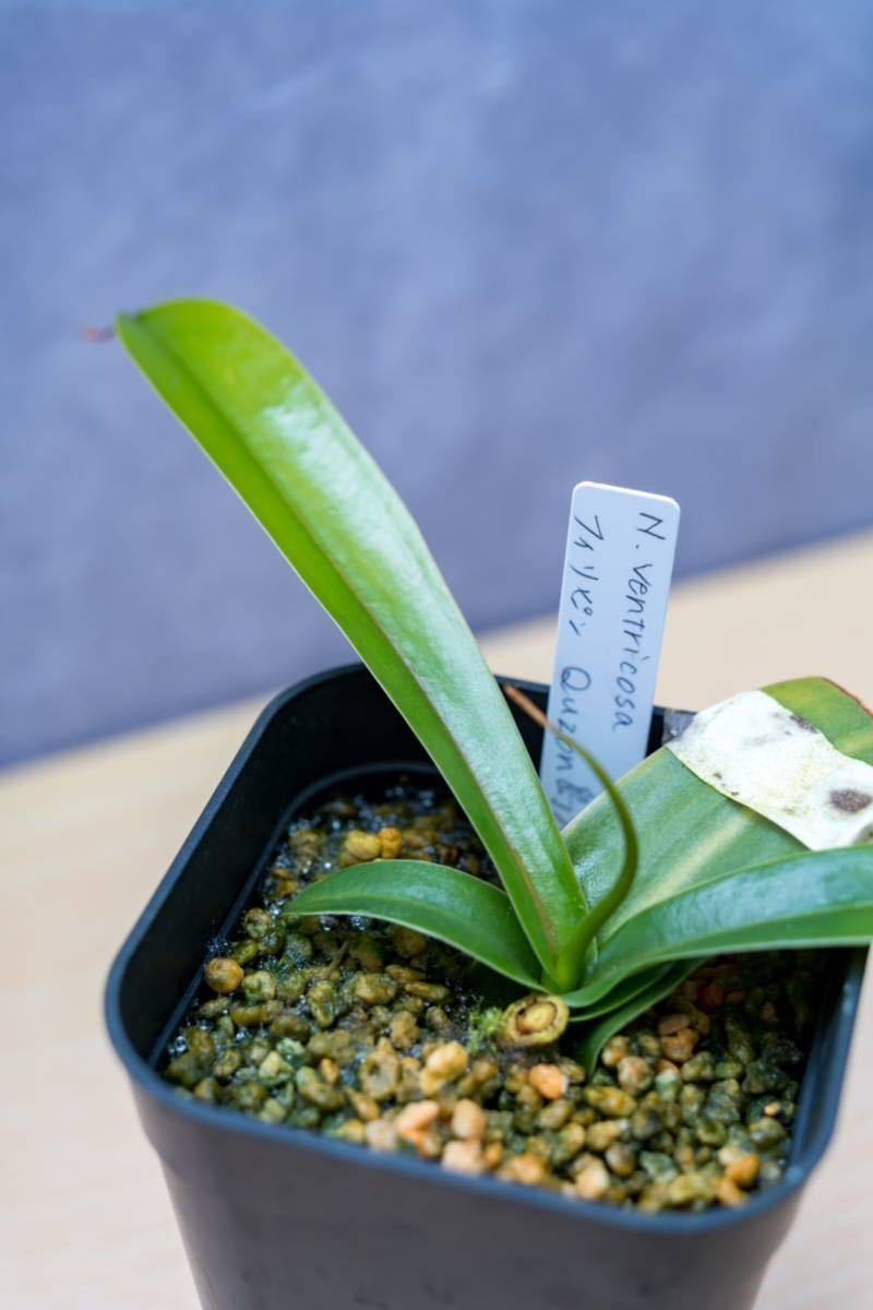 N. ventricosa Bicol， Luzon， Philippines. No.7【Nepenthes