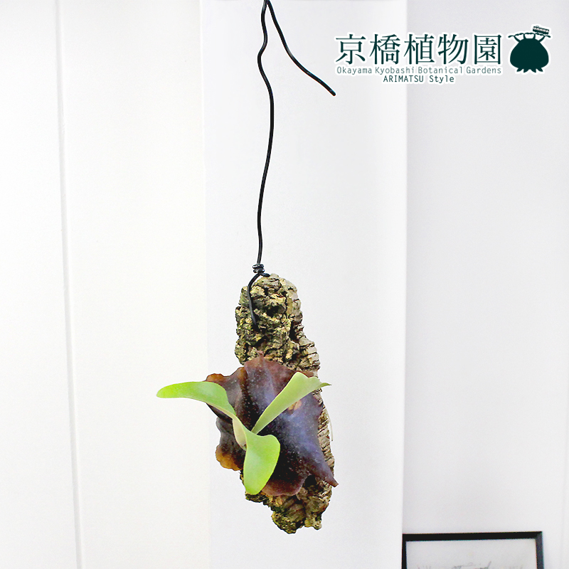 パンダガジュマル 天然苔 盆栽仕立て 陶器鉢 植え込み発送 パンダ