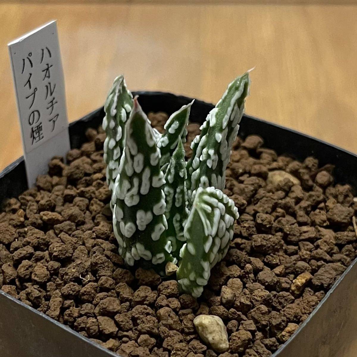 メルカリ便発送☆多肉植物 ハオルチア パイプの煙 Yahoo!オークション