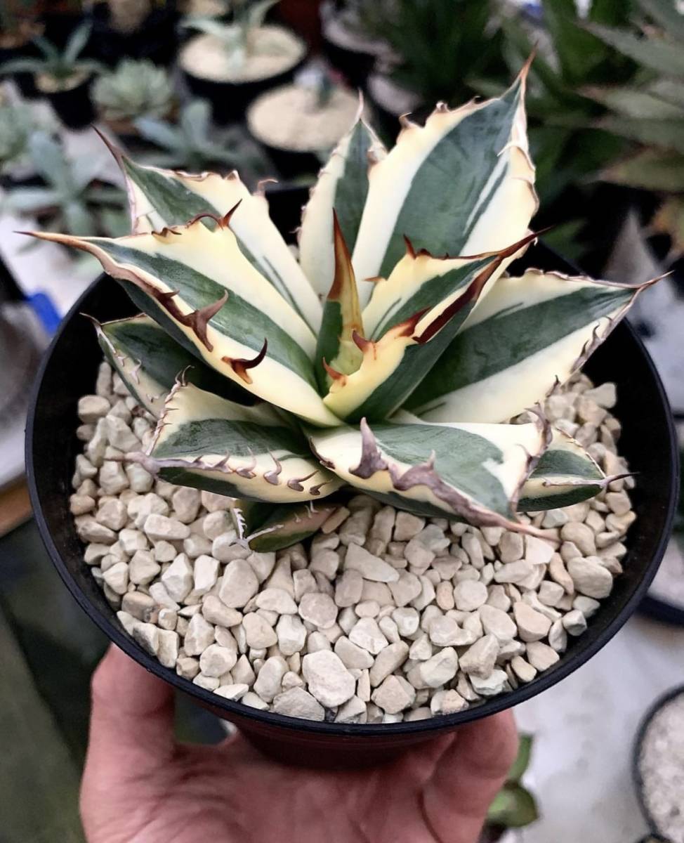 Yahoo!オークション - Agave Titanota Snaggle Tooth アガベ チタノタ