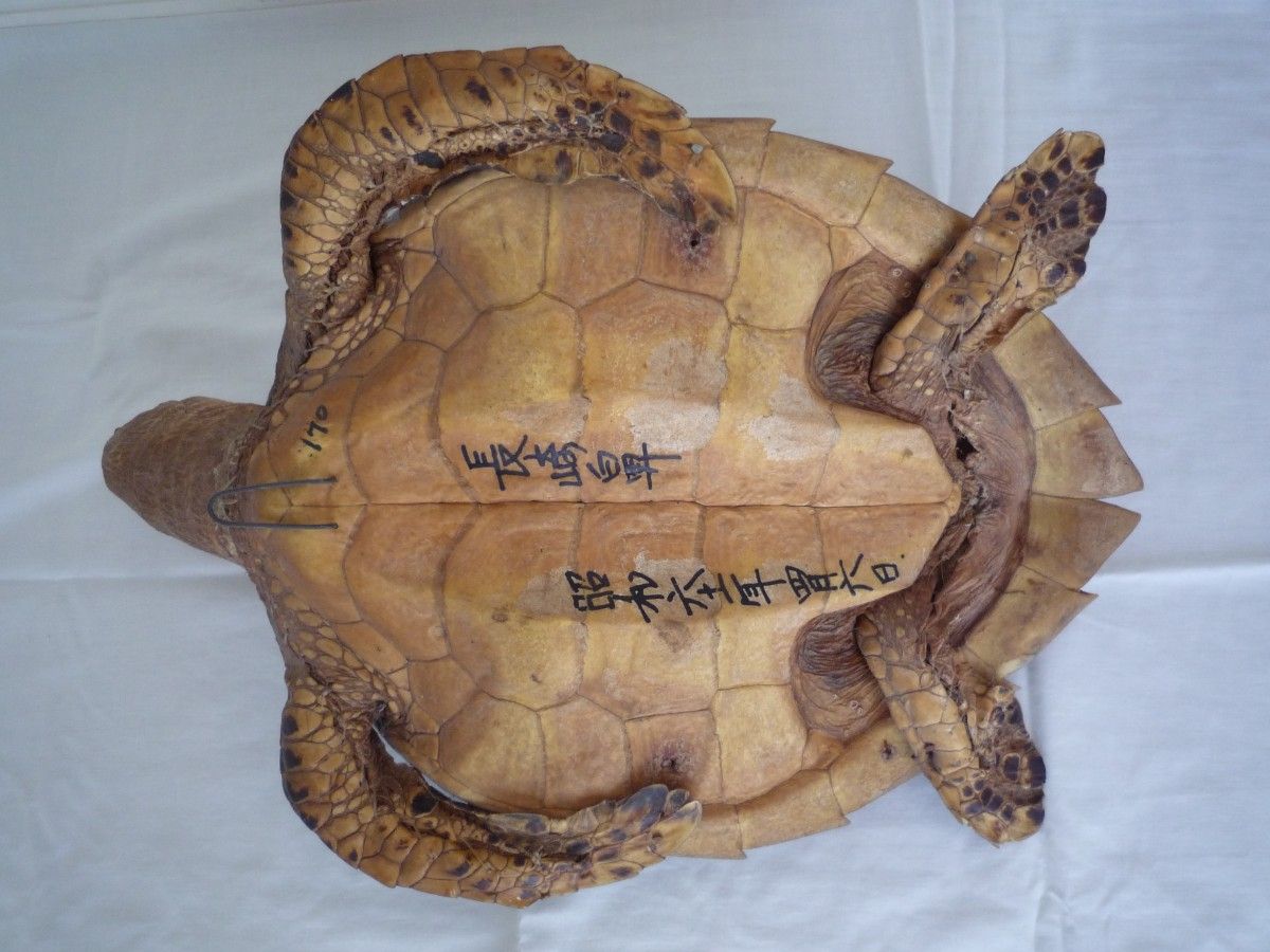 タイマイ剥製 海亀剥製 べっ甲 国際希少野生動植物登録済｜Yahoo
