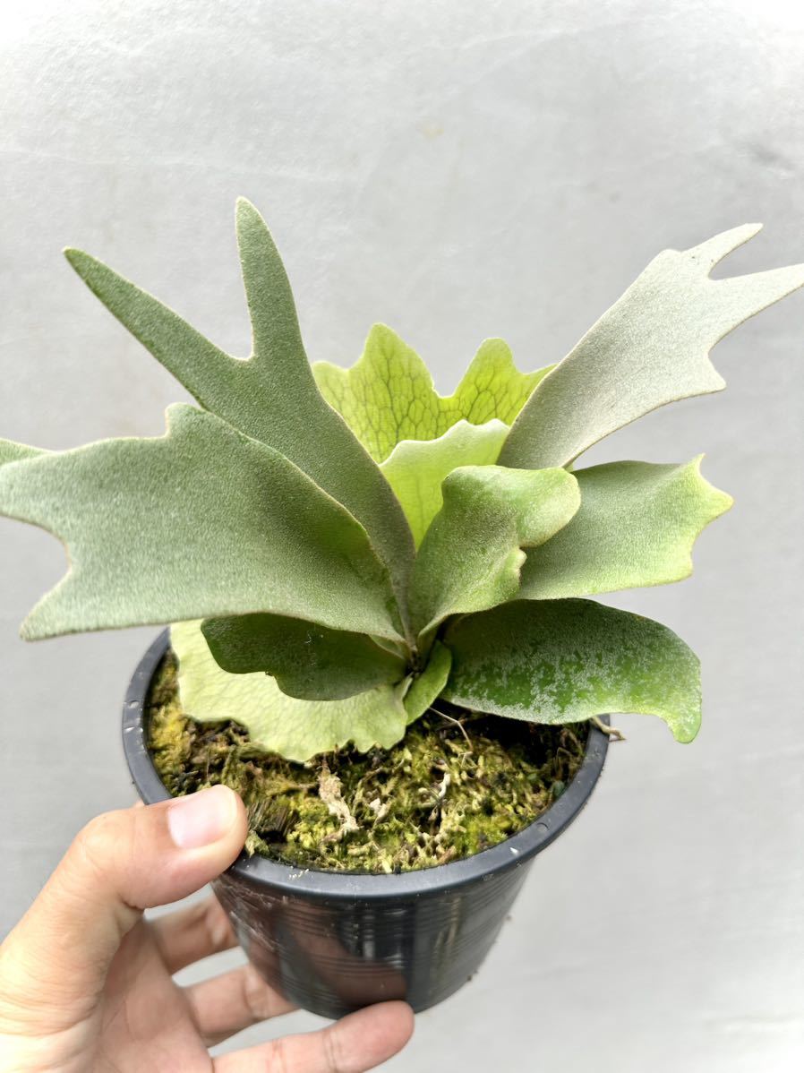 Yahoo!オークション - P. willinckii 'Yellow Moon' dwarf spore grown